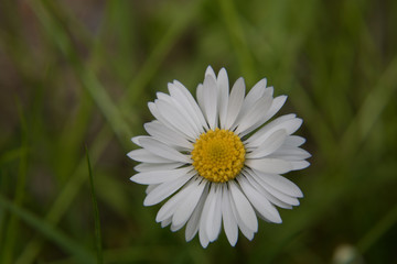 A white daisy