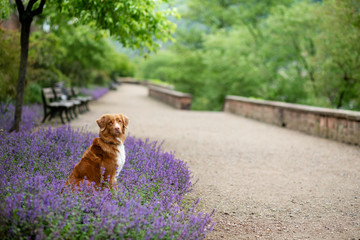 dog in the park near clubs with flowers. Nova Scotia Duck Tolling Retriever in lavender. Pet in...