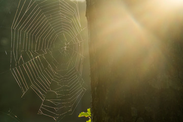 Spider web in the forest next to a tree lit by the morning sun with rays