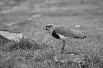 sbs lapwing bw