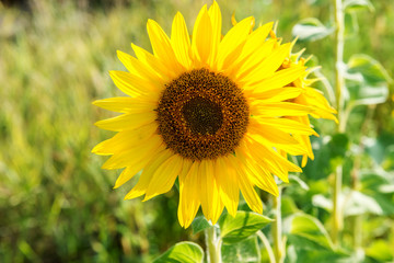 Fototapeta premium One flower of a sunflower in the field.