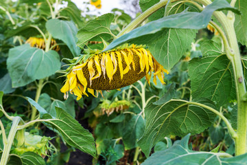 Ripe sunflower in the field.