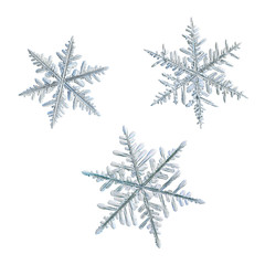 Three snowflakes isolated on white background. Macro photo of real snow crystals: elegant stellar dendrites with hexagonal structure, hexagonal symmetry, flat, ornate arms and complex inner details.