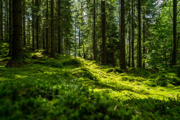 Beautiful green mossy forest in sweden