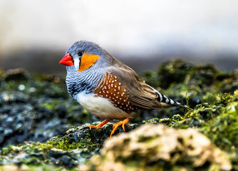 Orange-cheeked Waxbill Close Up