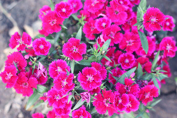 pink and white blooming gillyflower carnation flowers.gillyflower is the carnation or a similar plant of the genus Dianthus.Bright red wild Dianthus barbatus or gillyflowers or carnations.