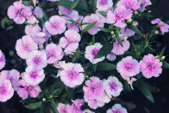 pink and white blooming gillyflower carnation flowers.gillyflower is the carnation or a similar plant of the genus Dianthus.Bright red wild Dianthus barbatus or gillyflowers or carnations.