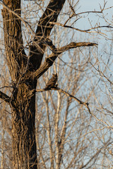 A Great Horned Owl with its next meal perched in a tree