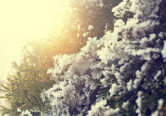 Thuja branches close up covered with snow and the sun in the background
