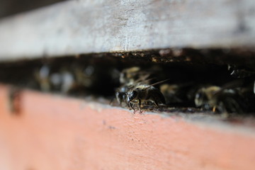 abejas, apicultura, apicultor, medio ambiente, abejas solitarias, colmena en abejas, colmena, campo, felicidad, superación, beekepers, save the bee, Chile, miel, polen, propoleo 