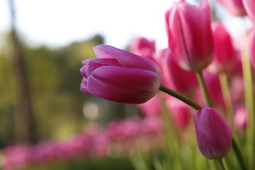 Tulip in garden