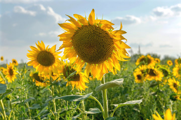 Field with flowers of sunflower.