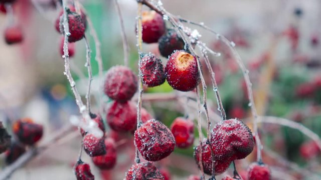 The spoiled harvest of small apples that are left to hang on the tree. Worthless fruit. Paradise apples.