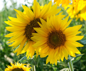 Field with flowers of sunflower.