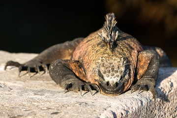 Marine Iguana Sleeping