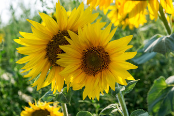 Field with flowers of sunflower.
