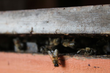 abejas, apicultura, apicultor, medio ambiente, abejas solitarias, colmena en abejas, colmena, campo, felicidad, superación, beekepers, save the bee, Chile, miel, polen, propoleo 