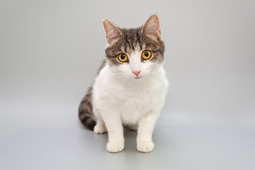 Obraz premium Funny cat on a gray background