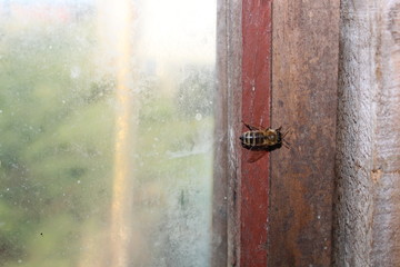 abejas, apicultura, apicultor, medio ambiente, abejas solitarias, colmena en abejas, colmena, campo, felicidad, superación, beekepers, save the bee, Chile, miel, polen, propoleo 
