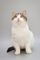 Fototapeta na wymiar Funny cat on a gray background