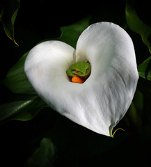 Tree Frog in a Calla Lily Flower