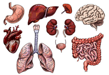 Set of human organs, hand drawn sketch - obrazy, fototapety, plakaty