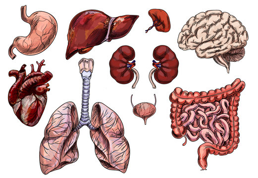 Set of human organs, hand drawn sketch