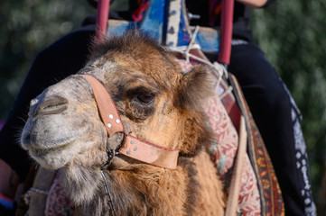 Kamel Dromedar Kopf Nah