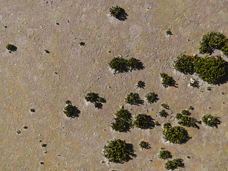 Moss on stone or concrete surface background.