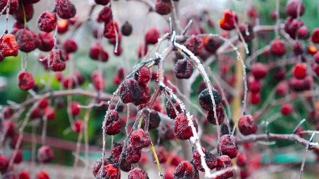 The spoiled harvest of small apples that are left to hang on the tree. Worthless fruit. Paradise apples.