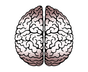 Vector Outline Illustration Of Human Brain On White Background. Cerebral Hemispheres, .Convolutions Of The Mind Brain, Brain's Bends. View From Above, Front View, Realistic Science Anatomy.