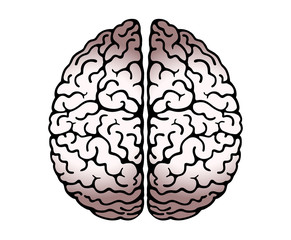 Vector Outline Illustration Of Human Brain On White Background. Cerebral Hemispheres, .Convolutions Of The Mind Brain, Brain's Bends. View From Above, Front View, Realistic Science Anatomy.
