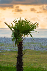 Silhouette of Sabal palmetto leaves against sunset sky