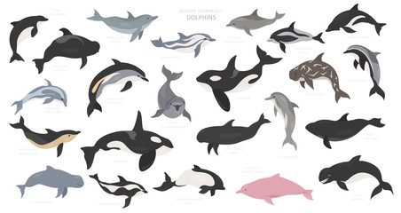 Obraz premium Dolphins set. Marine mammals collection. Cartoon flat style design