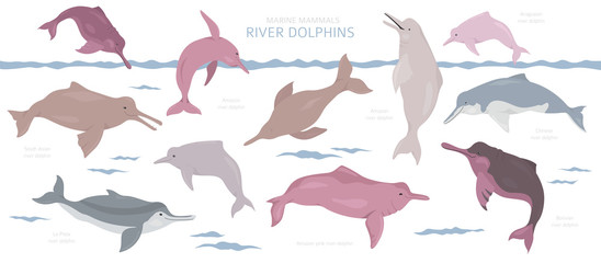 River dolphins set. Marine mammals collection. Cartoon flat style design