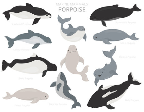 Marine mammals collection. Different porpoises set. Cartoon flat style design