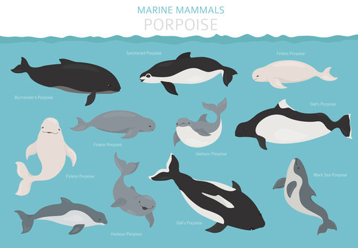 Marine mammals collection. Different porpoises set. Cartoon flat style design