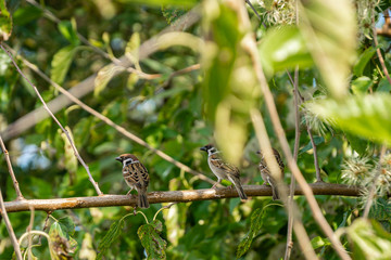 Three sparrows hiding on a branch