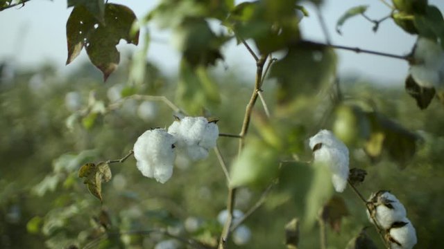Cotton crop, cotton buds in bloom on farm, shot at a organic cotton plantation at sunrise. Slow camera motion around cotton branch moving from right to left.