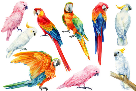 set of parrots, white and pink cockatoo, red and yellow macaw on an isolated white background, watercolor illustration, clipart tropical birds