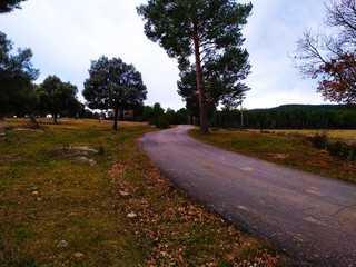 road in the forest