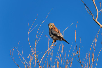 Kestrel - A colorful Kestrel falcon perching on a bare treetop in soft winter evening sunlight. New Mexico, USA.