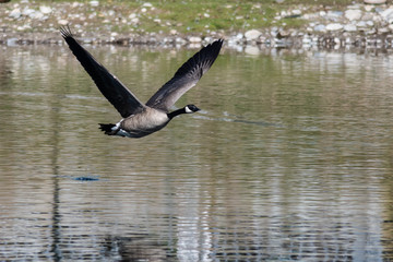Canada Goose Flying Low Over the Water