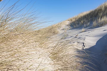 Papier Peint photo Mer du Nord, Pays-Bas Herbe des dunes dorée à la plage