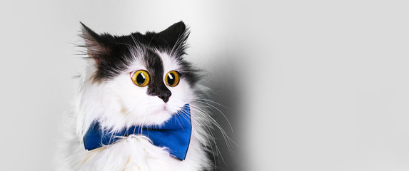 surprised funny cat with big eyes and  a bowtie on a grey   background, panoramic mock-up with...
