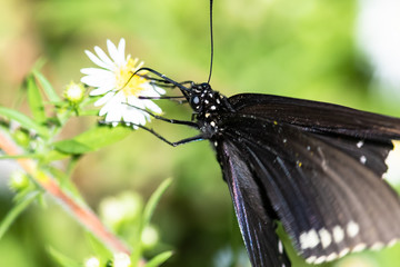 Spicebush Swallowtail Butterfly Sipping Nectar from the Accommodating Flower
