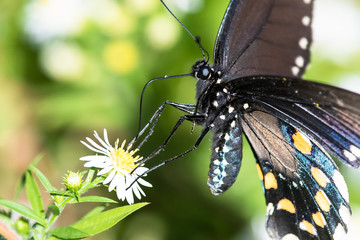 Spicebush Swallowtail Butterfly Sipping Nectar from the Accommodating Flower