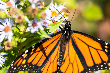 Monarch Butterfly Sipping Nectar from the Accommodating Flower