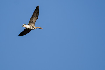 Lone Greater White-Fronted Goose Flying in a Blue Sky