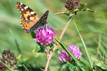 Painted Lady Butterfly Sipping Nectar from the Accommodating Flower